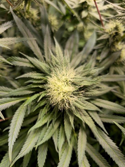 🍋Monster Lemon Cherry Gelato🍒🍦. Week 13 - polyploid