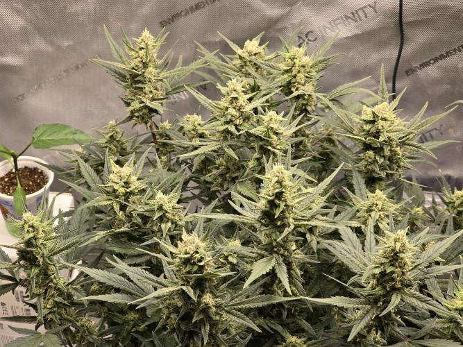 🍓RF3 Strawberry Gorilla🦍. Week 7