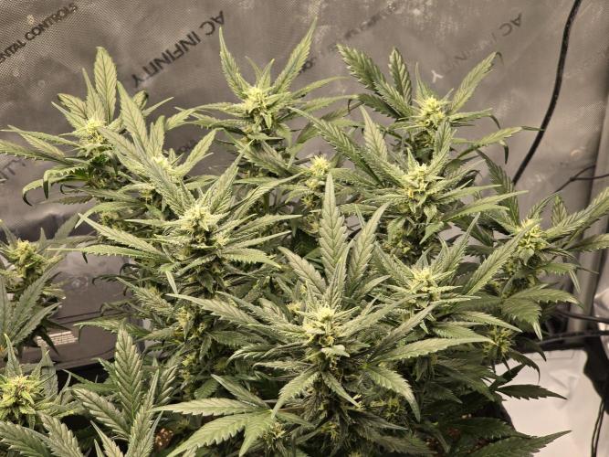 🍓RF3 Strawberry Gorilla🦍. Week 7
