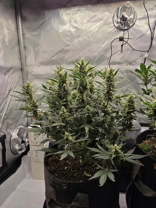 🍓RF3 Strawberry Gorilla🦍. Week 7