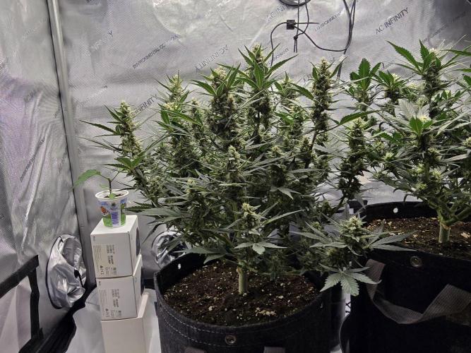 🍓RF3 Strawberry Gorilla🦍. Week 7