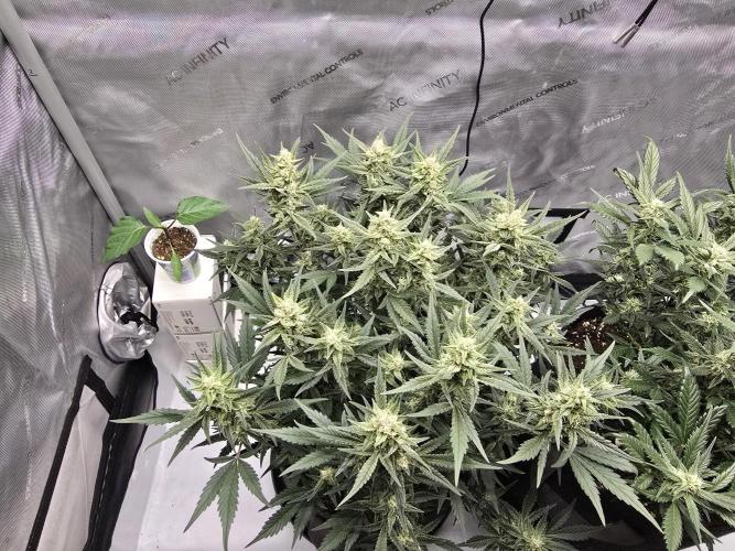 🍓RF3 Strawberry Gorilla🦍. Week 7