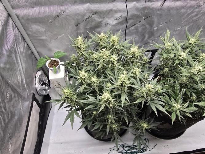🍓RF3 Strawberry Gorilla🦍. Week 7