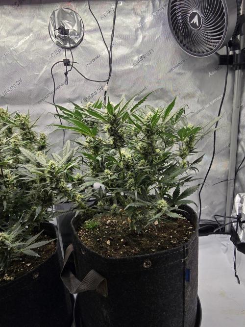 🍓RF3 Strawberry Gorilla🦍. Week 7