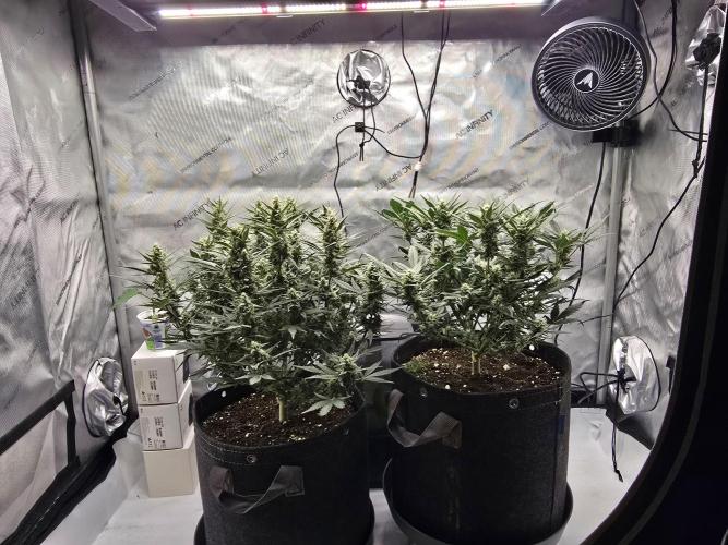 🍓RF3 Strawberry Gorilla🦍. Week 7