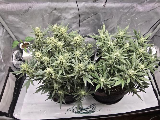 🍓RF3 Strawberry Gorilla🦍. Week 7