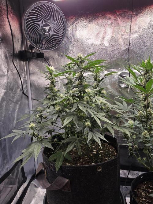 🍊Orange Sherbert Auto🍧. Week 7