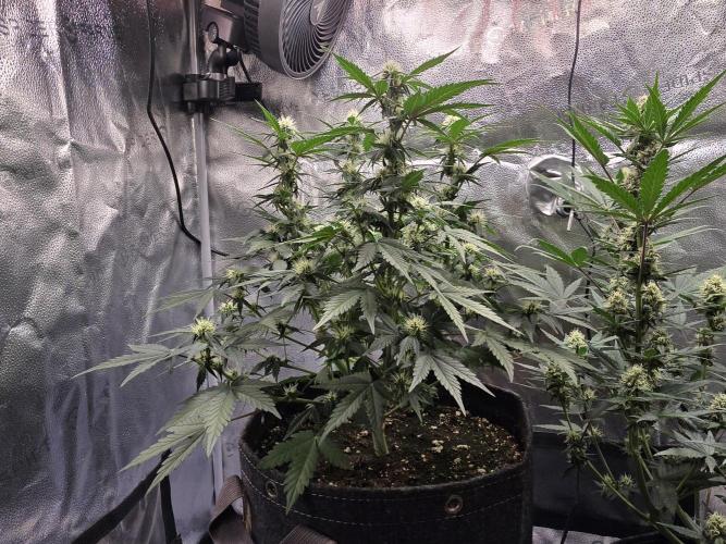 🍊Orange Sherbert Auto🍧. Week 7