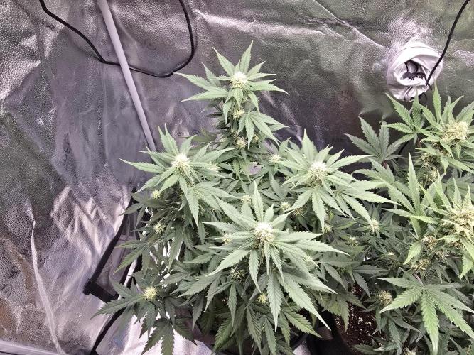 🍊Orange Sherbert Auto🍧. Week 7
