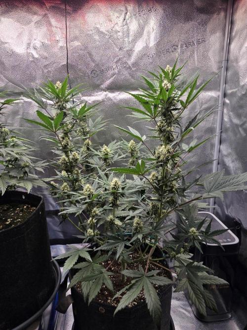 🍊Orange Sherbert Auto🍧. Week 7