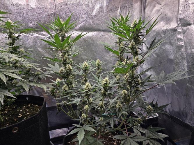 🍊Orange Sherbert Auto🍧. Week 7