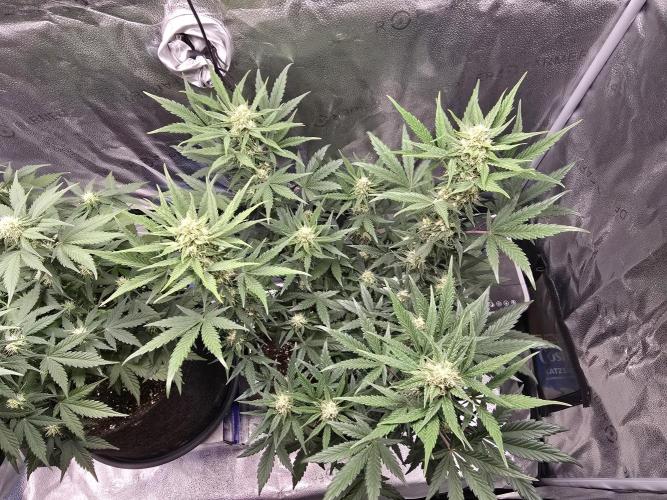 🍊Orange Sherbert Auto🍧. Week 7