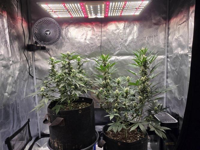 🍊Orange Sherbert Auto🍧. Week 7