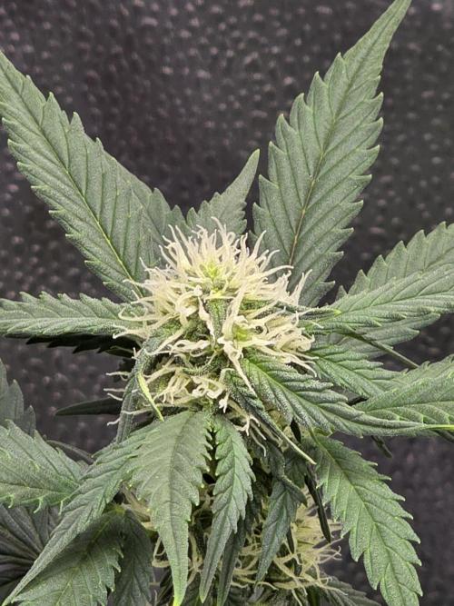 🍊Orange Sherbert Auto🍧. Week 7