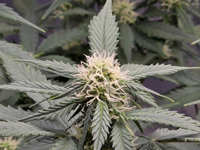 🍊Orange Sherbert Auto🍧. Week 7