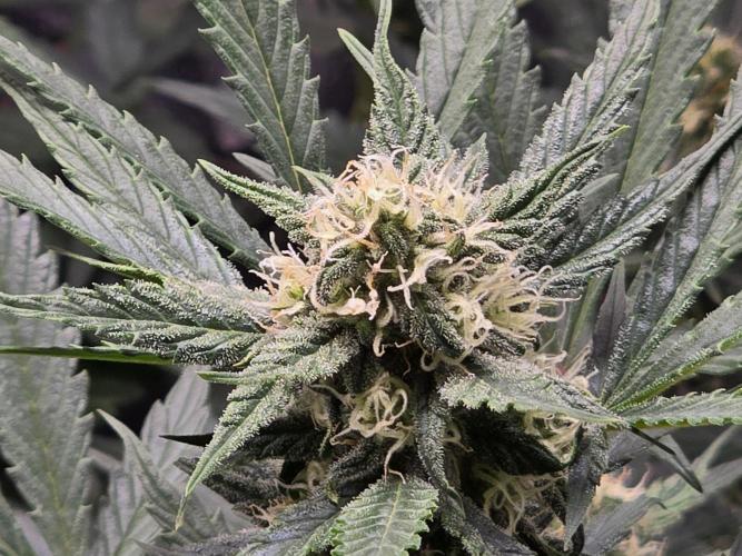 🍊Orange Sherbert Auto🍧. Week 7