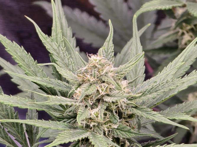 🍊Orange Sherbert Auto🍧. Week 7