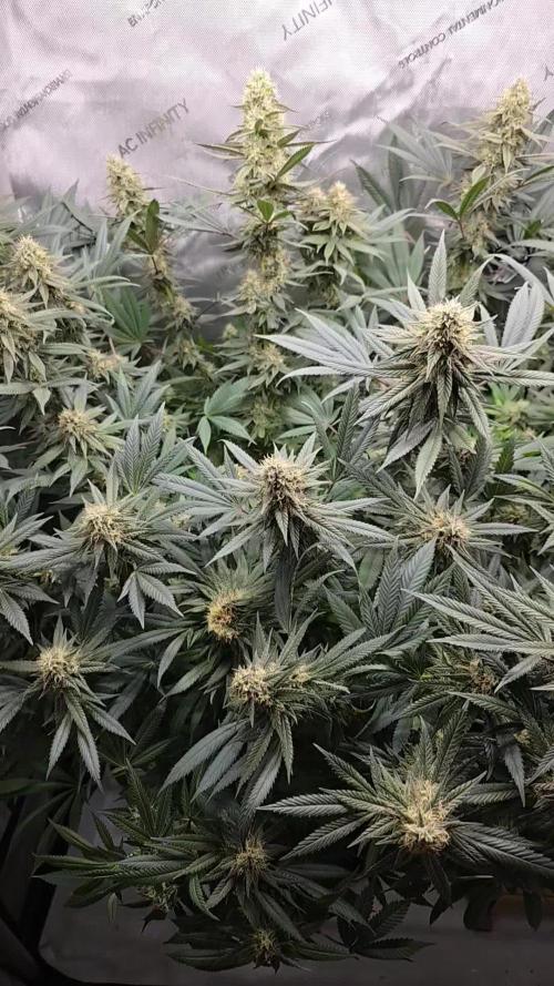🍋Monster Lemon Cherry Gelato🍒🍦