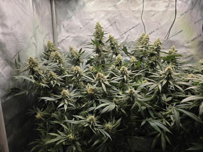 🍋Monster Lemon Cherry Gelato🍒🍦. Week 14 - huge just huge