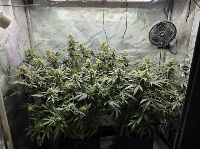 🍋Monster Lemon Cherry Gelato🍒🍦. Week 14 - what else than huge?