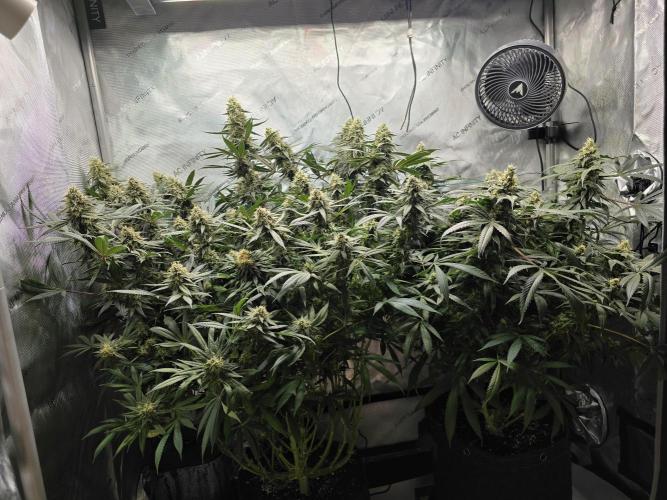 🍋Monster Lemon Cherry Gelato🍒🍦. Week 14 - HUGE! haha