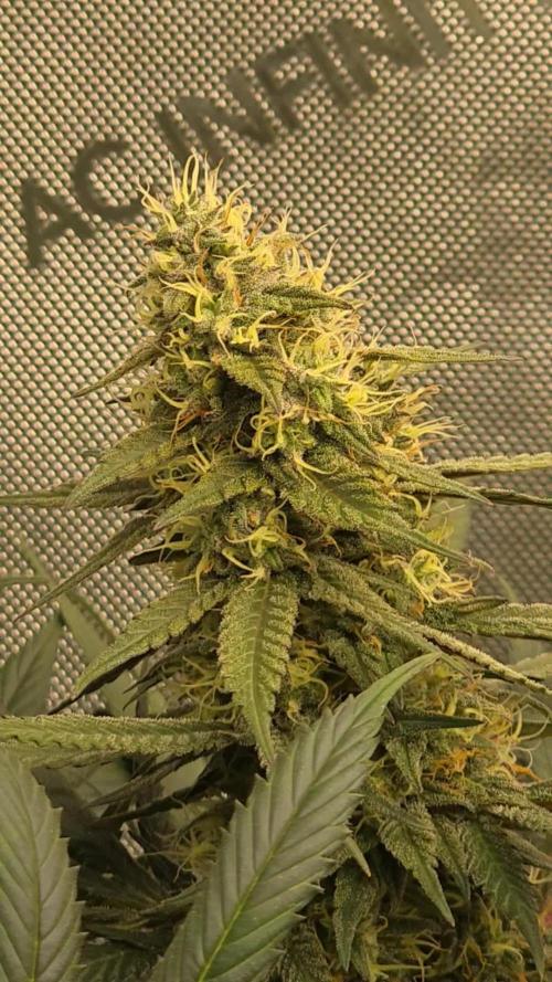 🍋Monster Lemon Cherry Gelato🍒🍦