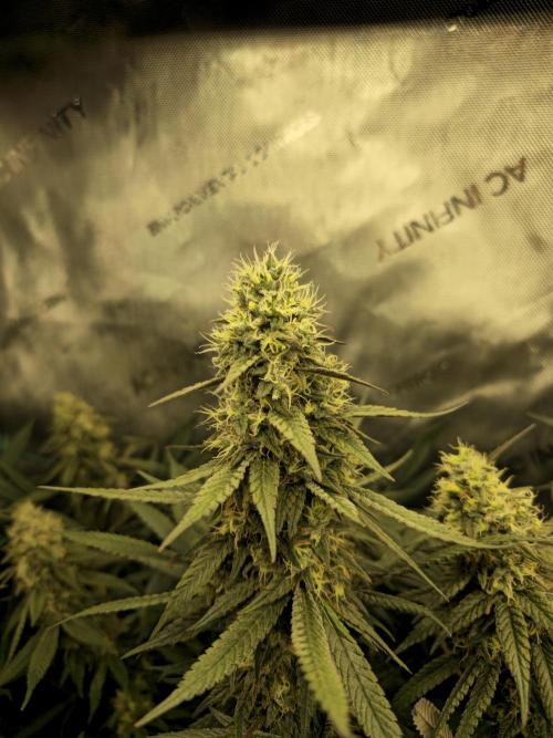 🍋Monster Lemon Cherry Gelato🍒🍦. Week 15 - nice big head bud