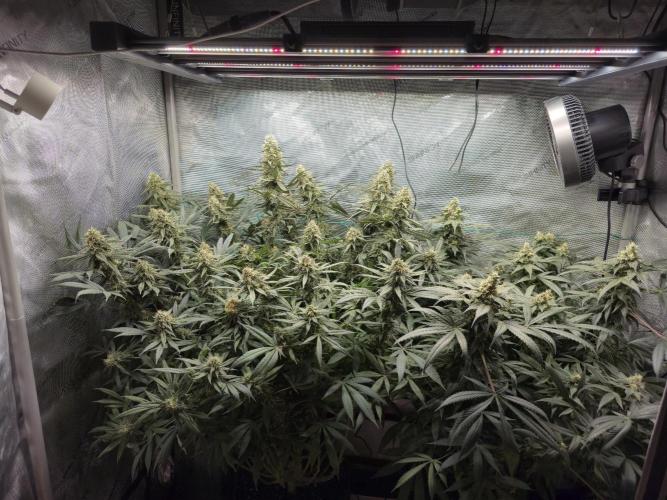 🍋Monster Lemon Cherry Gelato🍒🍦. Week 15