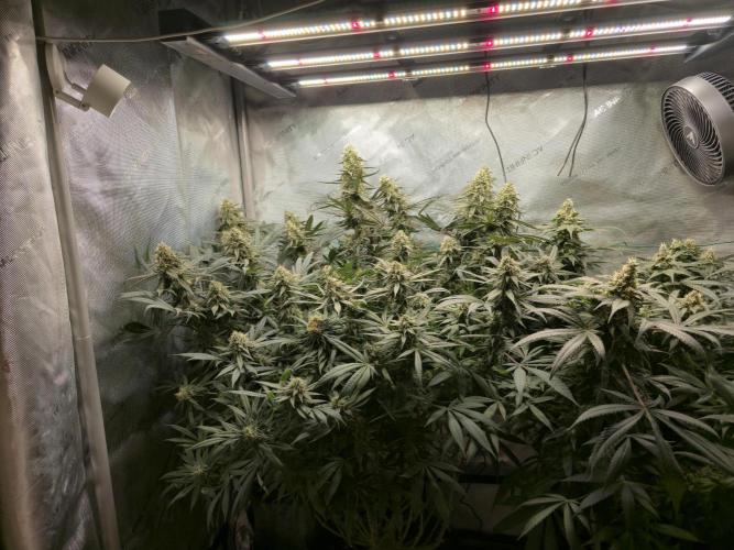 🍋Monster Lemon Cherry Gelato🍒🍦. Week 15
