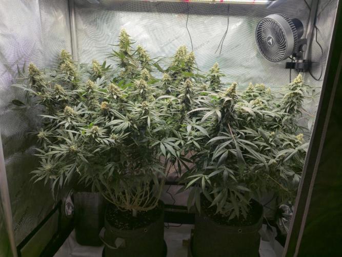 🍋Monster Lemon Cherry Gelato🍒🍦. Week 15