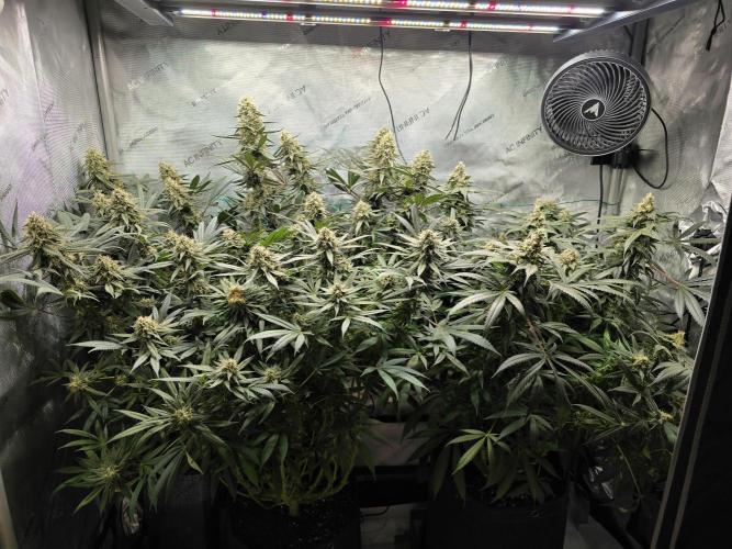 🍋Monster Lemon Cherry Gelato🍒🍦. Week 15