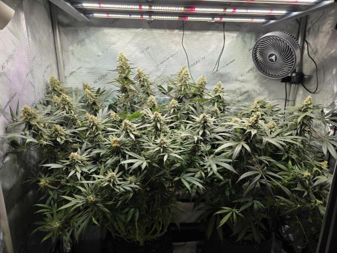 🍋Monster Lemon Cherry Gelato🍒🍦. Week 15