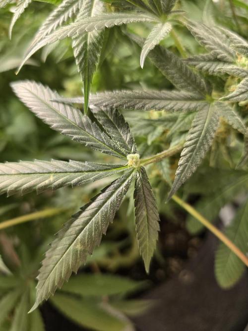🍋Monster Lemon Cherry Gelato🍒🍦. Week 15 - bud forming out of fan leaf