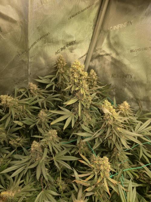🍋Monster Lemon Cherry Gelato🍒🍦. Week 17 - she is a heavy one haha