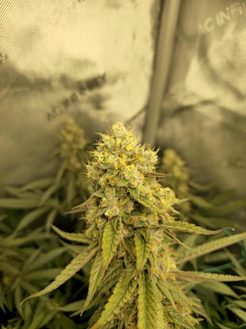 🍋Monster Lemon Cherry Gelato🍒🍦. Week 17