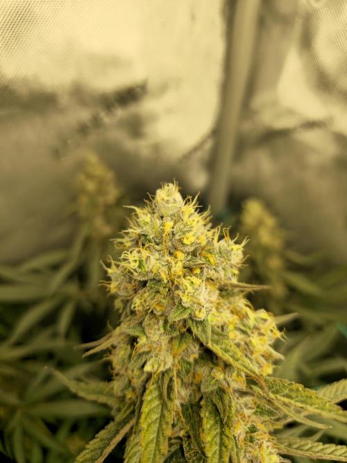 🍋Monster Lemon Cherry Gelato🍒🍦. Week 17
