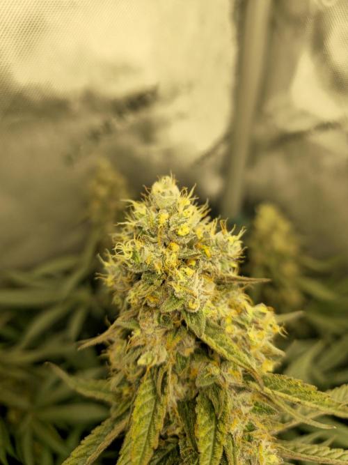 🍋Monster Lemon Cherry Gelato🍒🍦. Week 17