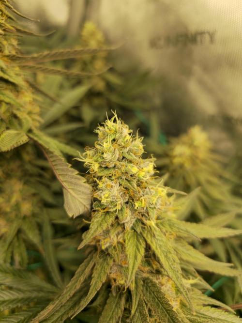 🍋Monster Lemon Cherry Gelato🍒🍦. Week 17