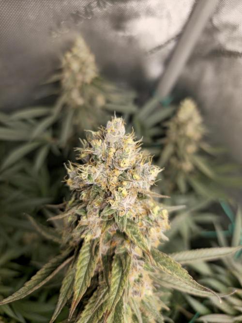 🍋Monster Lemon Cherry Gelato🍒🍦. Week 17