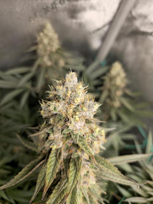 🍋Monster Lemon Cherry Gelato🍒🍦. Week 17