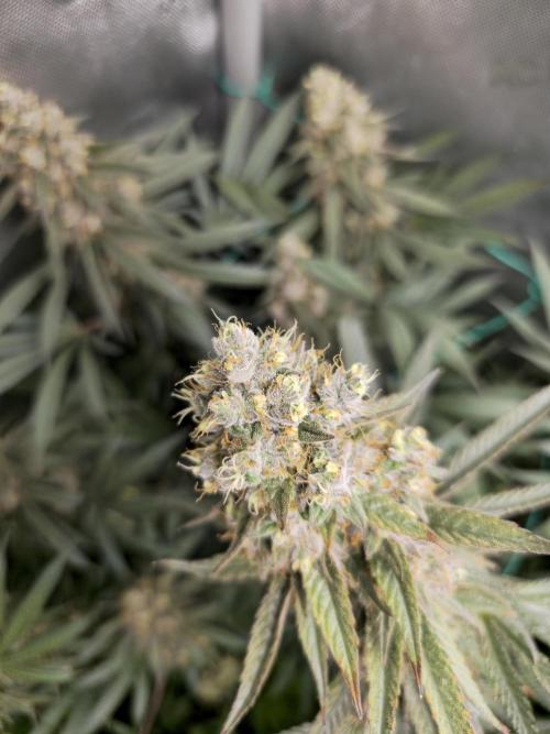 🍋Monster Lemon Cherry Gelato🍒🍦. Week 17