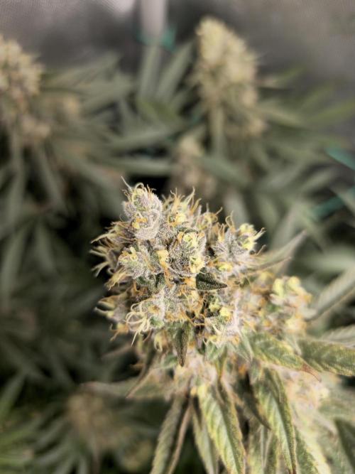 🍋Monster Lemon Cherry Gelato🍒🍦. Week 17