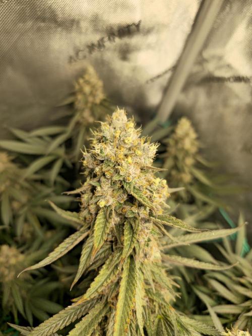 🍋Monster Lemon Cherry Gelato🍒🍦. Week 17