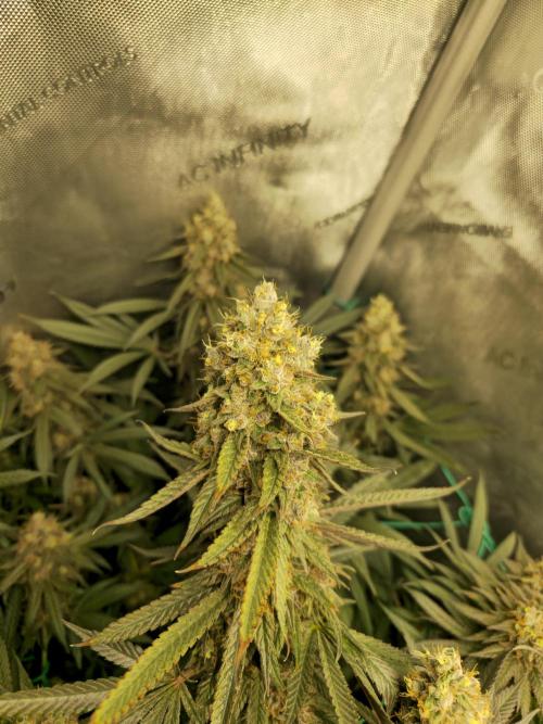 🍋Monster Lemon Cherry Gelato🍒🍦. Week 17