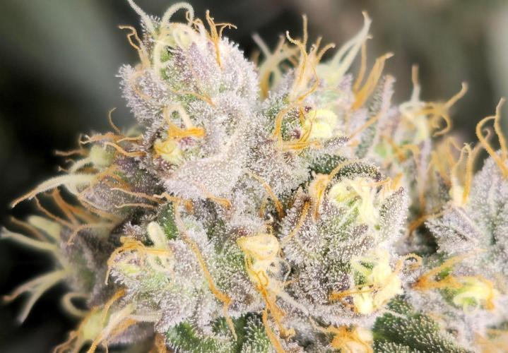 🍋Monster Lemon Cherry Gelato🍒🍦. Week 17 - trichomes 💚