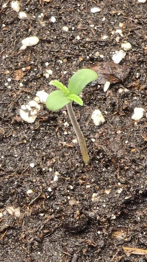 🍓🦍 Strawberry Gorilla Madness. Week 1 - healthy out of the soil 😎