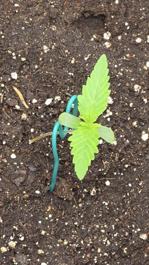 🍓🦍 Strawberry Gorilla Madness. Week 1 - support for the lil plants