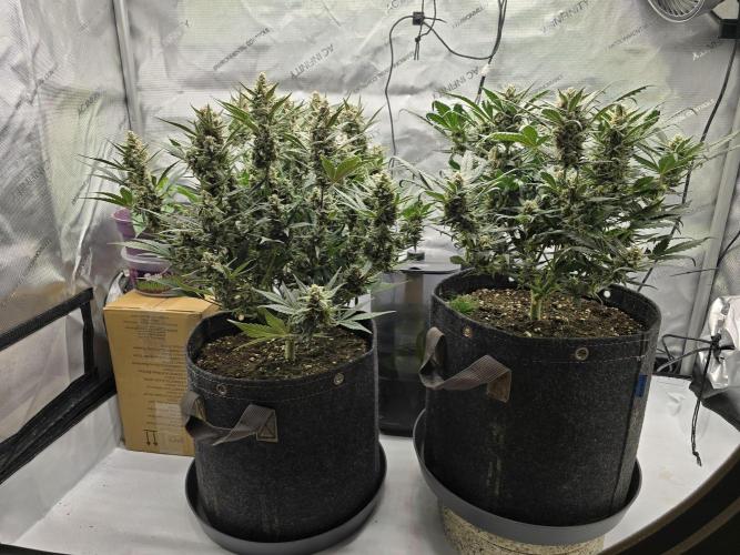 🍓RF3 Strawberry Gorilla🦍. Week 8 - side view both