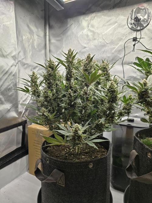 🍓RF3 Strawberry Gorilla🦍. Week 8 - side view left
