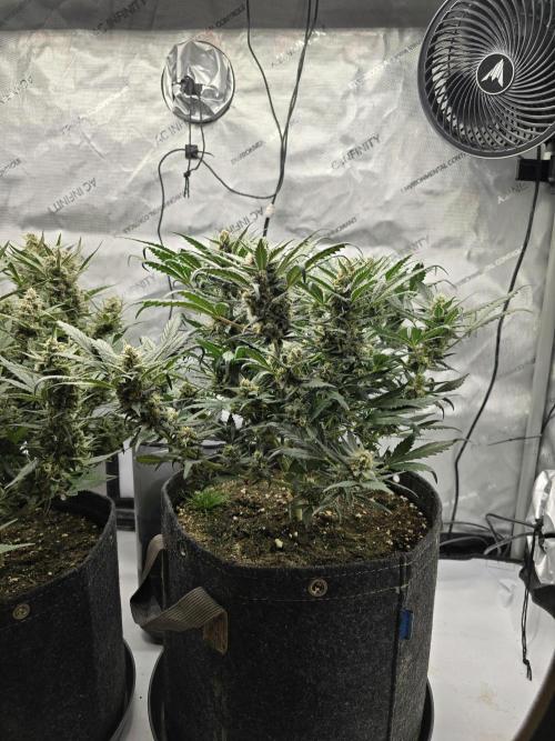 🍓RF3 Strawberry Gorilla🦍. Week 8 - side view right